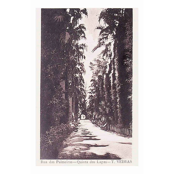 1925 Bilhete Postal de Torres Vedras. Rua das Palmeiras - Quinta das Lapas