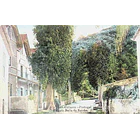 1900's Bilhete Postal de Colares. Estrada Bela da Rainha 1