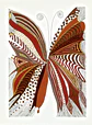 Mariposa fuego - Miniatura 1