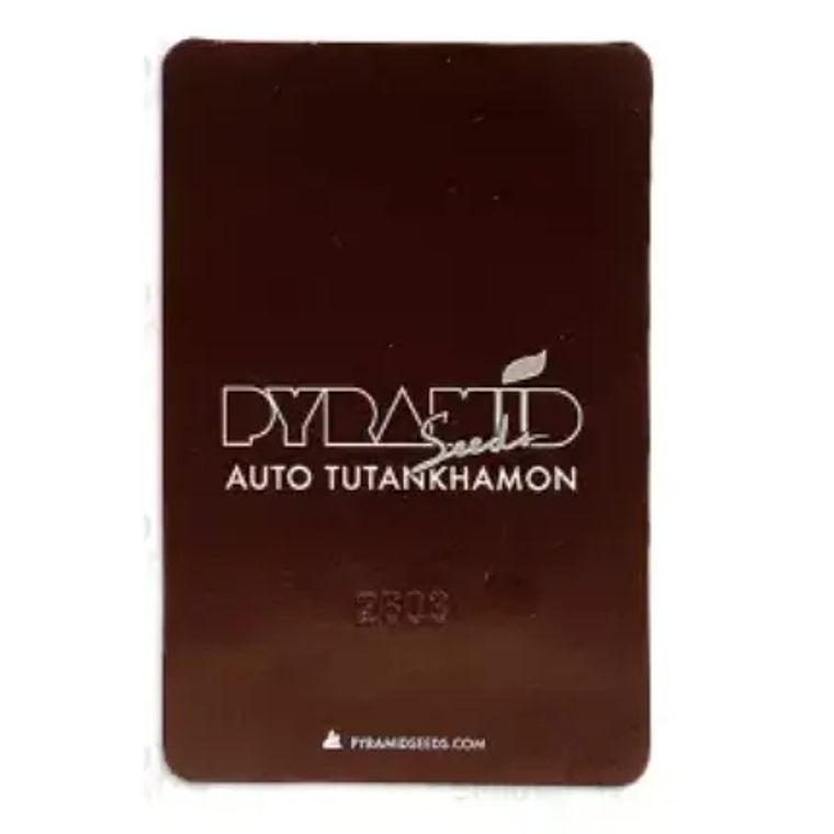 Auto Tutankhamon 3+1UDS Pyramid Seeds 2