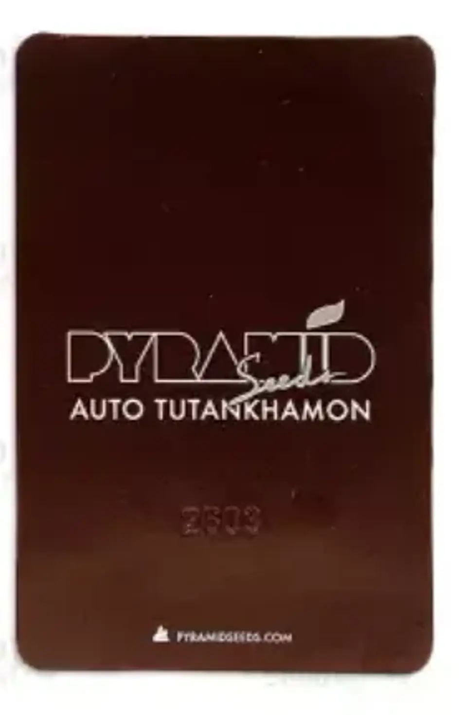 Auto Tutankhamon 3+1UDS Pyramid Seeds 2