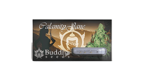 Calamity Jane Auto Buddha Seeds | 3 uds | La Sativa Autofloreciente Más Potente