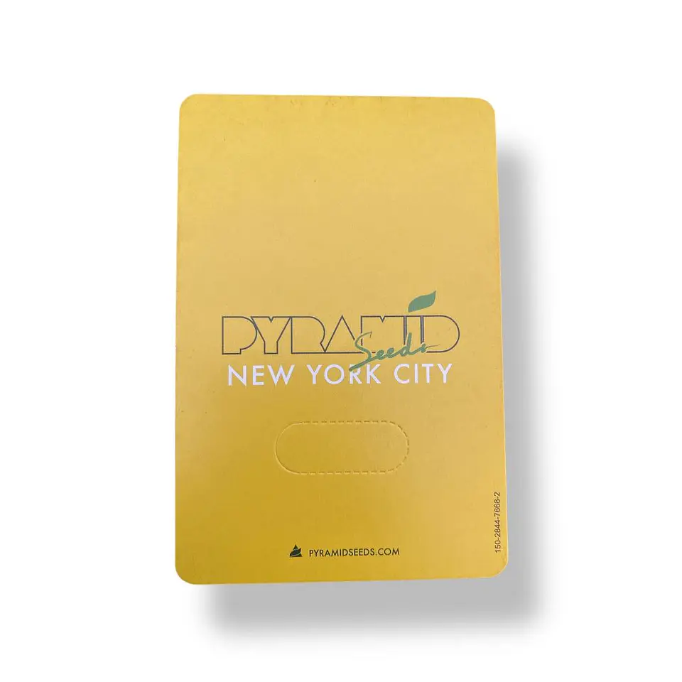 New York City 3+1Uds Pyramid Seeds 2