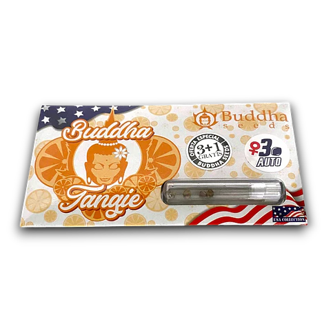 AUTO TANGIE 3+1UDS BUDDHA SEEDS