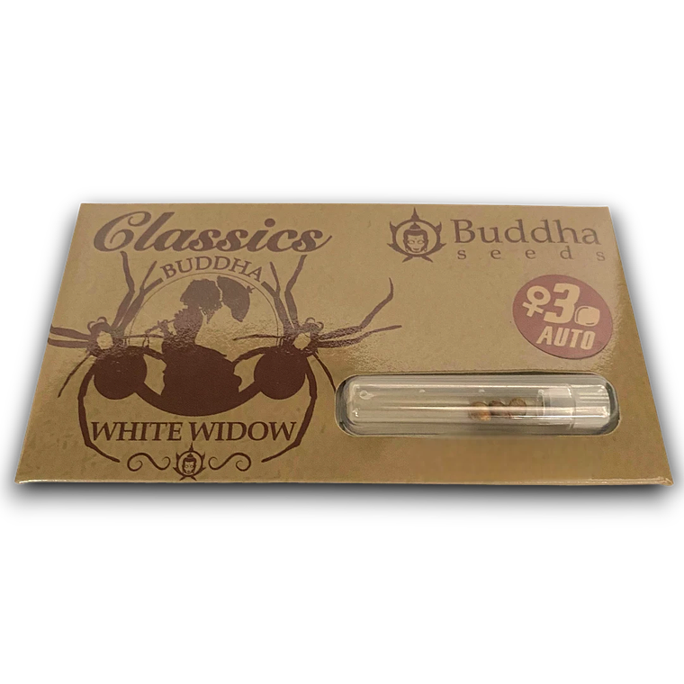Buddha Auto White Widow | La Leyenda Resinosa Autofloreciente  1