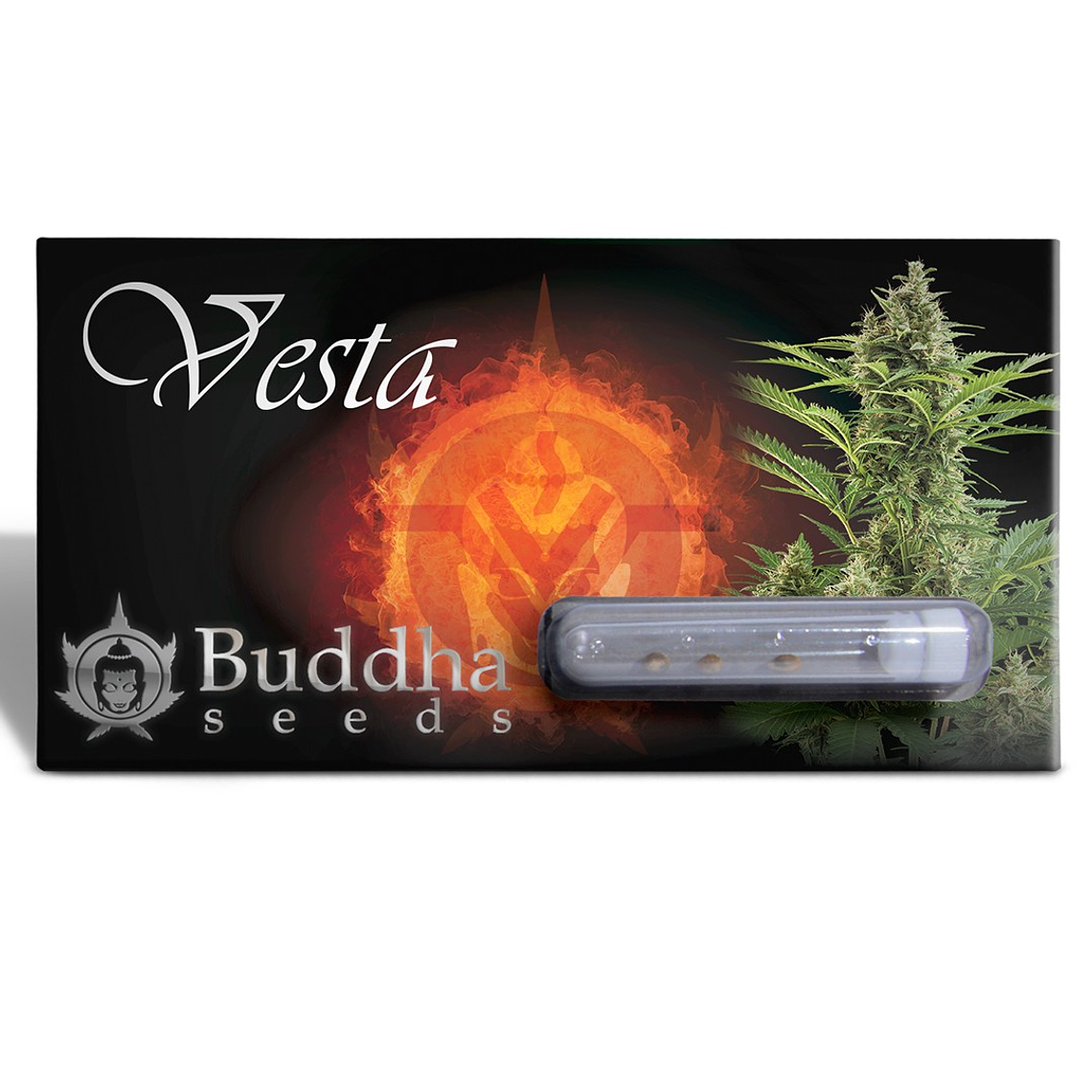 BUDDHA VESTA AUTO 3+1uds  BUDDHA SEEDS 1