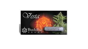 BUDDHA VESTA AUTO 3+1uds  BUDDHA SEEDS