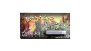ASSORTED AUTO X10 BUDDHA SEEDS