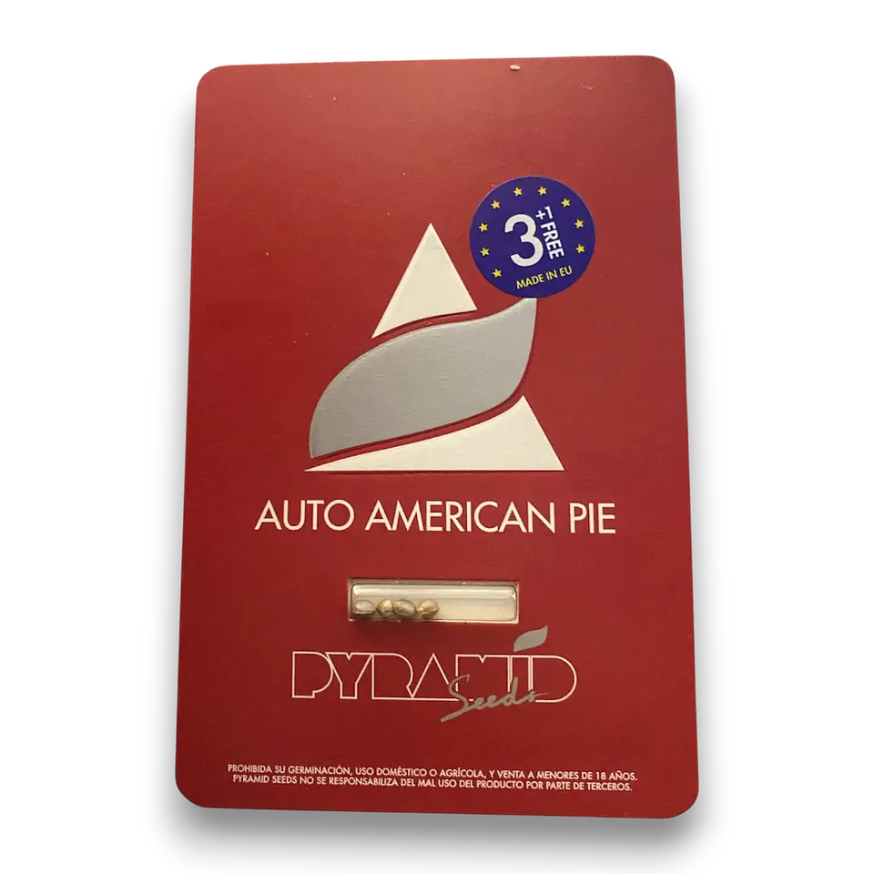 Auto American Pie 3+1uds Pyramid Seeds 1