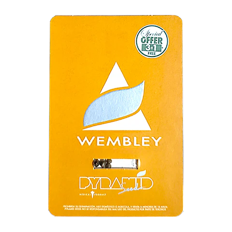 wembley 3+1uds pyramid seeds
