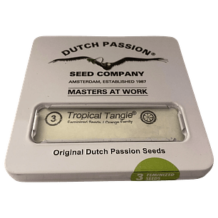 Tropical Tangie 3uds Dutch Passion | Semillas Sativa Cítrica XXL