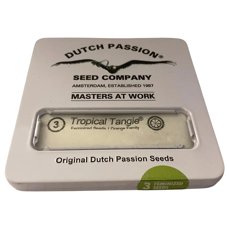 Tropical Tangie 3uds Dutch Passion | Semillas Sativa Cítrica XXL 1