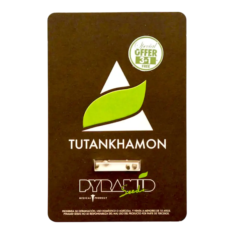 PYRAMID SEEDS TUTANKHAMON FAST VERSION 3+1UDS 1