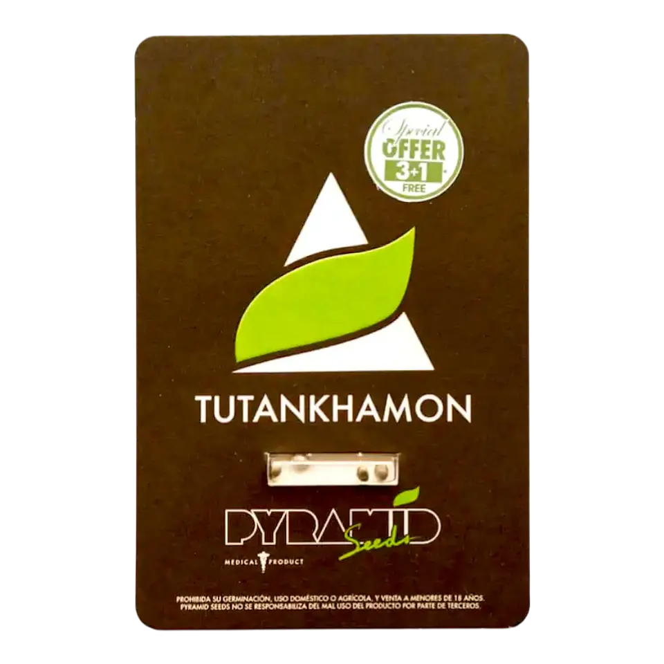 PYRAMID SEEDS TUTANKHAMON FAST VERSION 3+1UDS 1