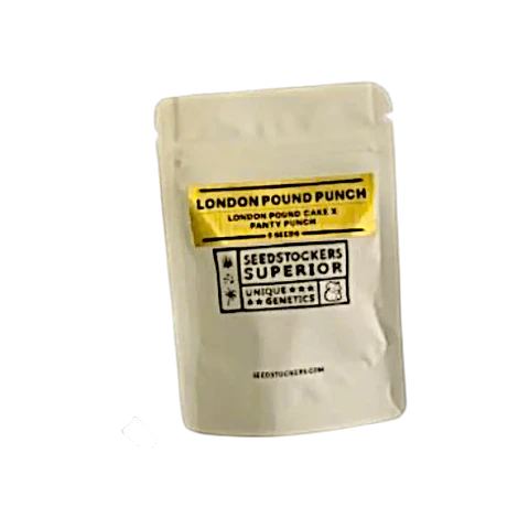 London Pound Punch Fem (5 Uds) | Seedstockers