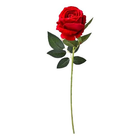 ROSA VERMELHA 