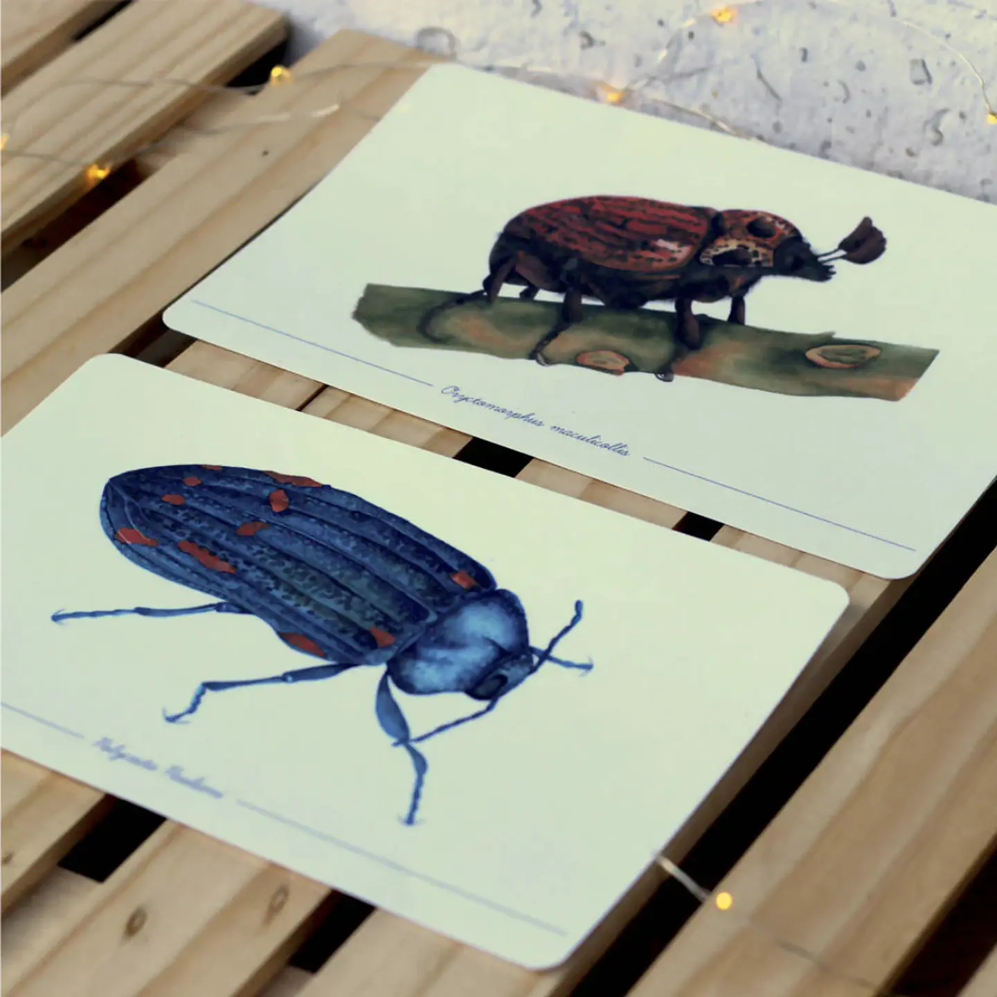 Colección Postales 13