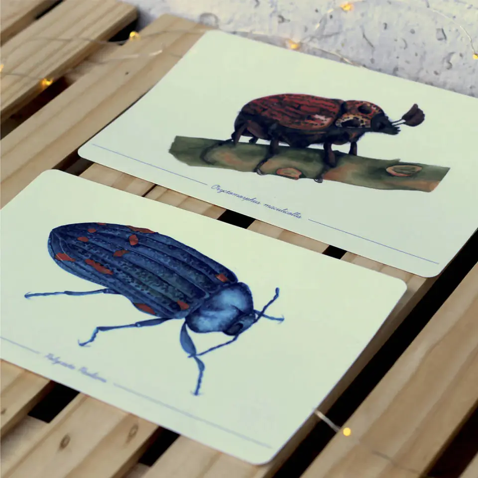 Colección Postales 13