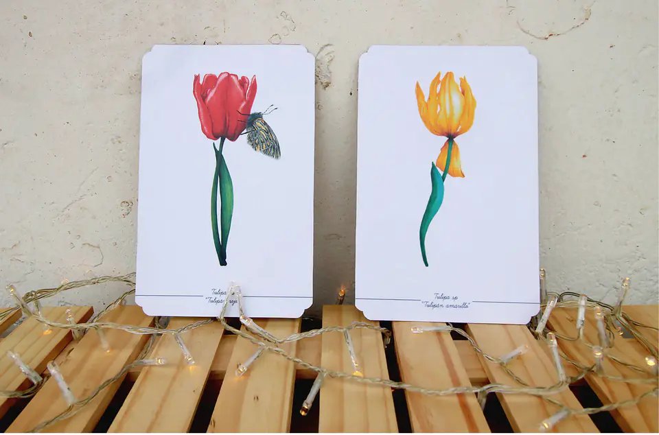 Colección Postales 19