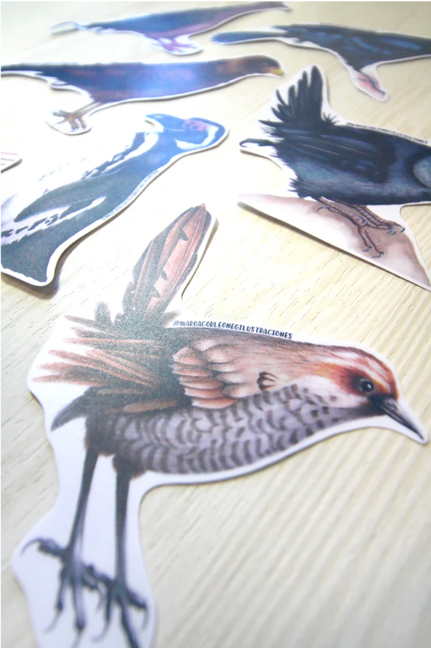 Set de Stickers Grandes Laminados Aves de Chile 9
