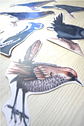 Set de Stickers Grandes Laminados Aves de Chile - Miniatura 9