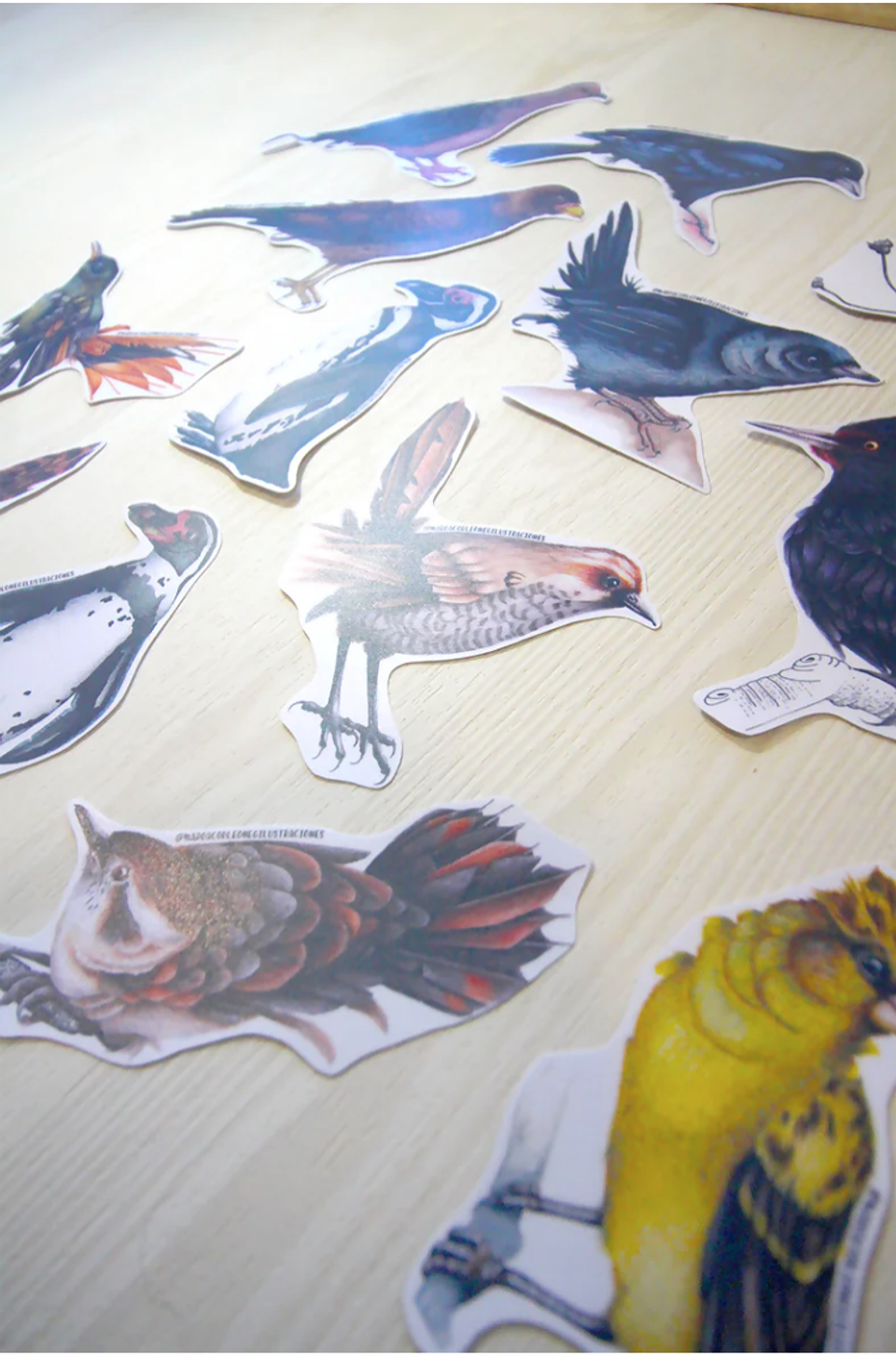 Set de Stickers Grandes Laminados Aves de Chile 10