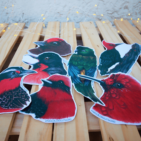 Set de Stickers Grandes Laminados Aves de Chile