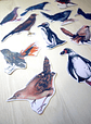 Set de Stickers Grandes Laminados Aves de Chile - Miniatura 11
