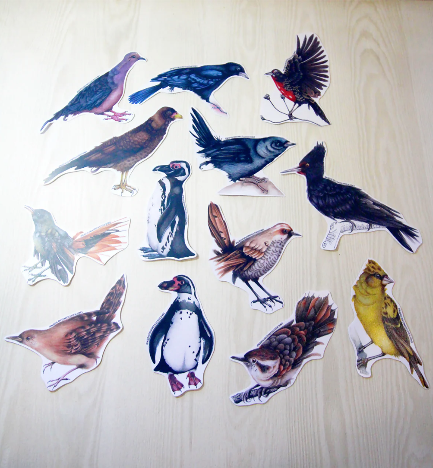 Set de Stickers Grandes Laminados Aves de Chile 7