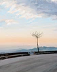 Árbol del cerro - Miniatura 3