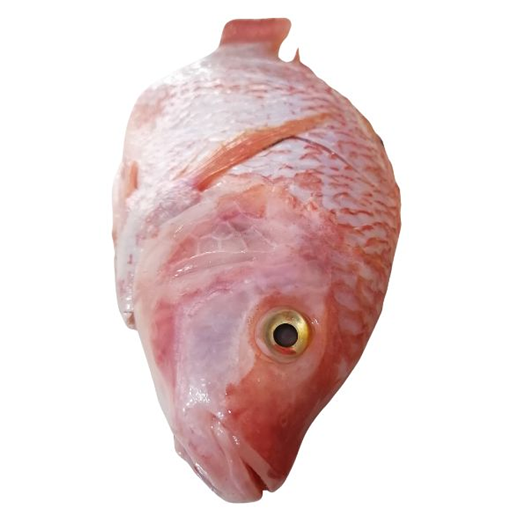 MOJARRA ROJA 6 Und 1