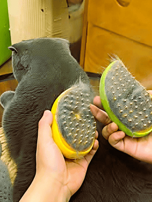 Cepillo de pelo 3 en 1 para perros y gatos, cepillo eléctrico de limpieza para mascotas, cepillo de pulverización de vapor, peine de masaje