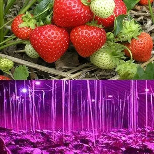 Panel Led Full Spectrum Cultivo Indoor 50w Grow 22004