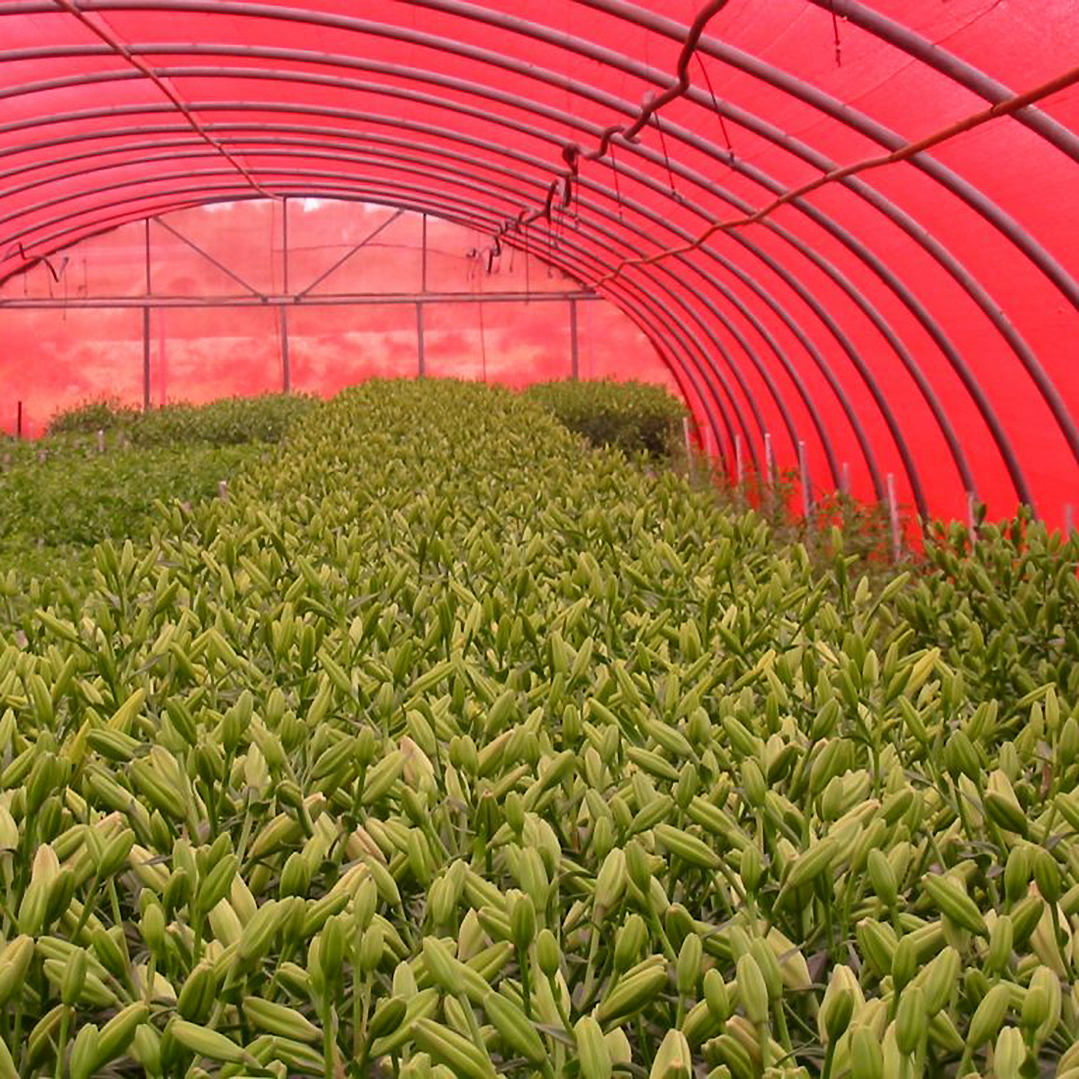 Mallas Raschel Rojo 420x100cm 2