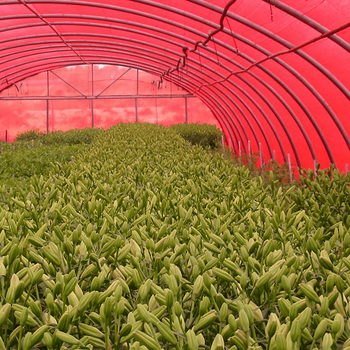 Mallas Raschel Rojo 420x100cm 2