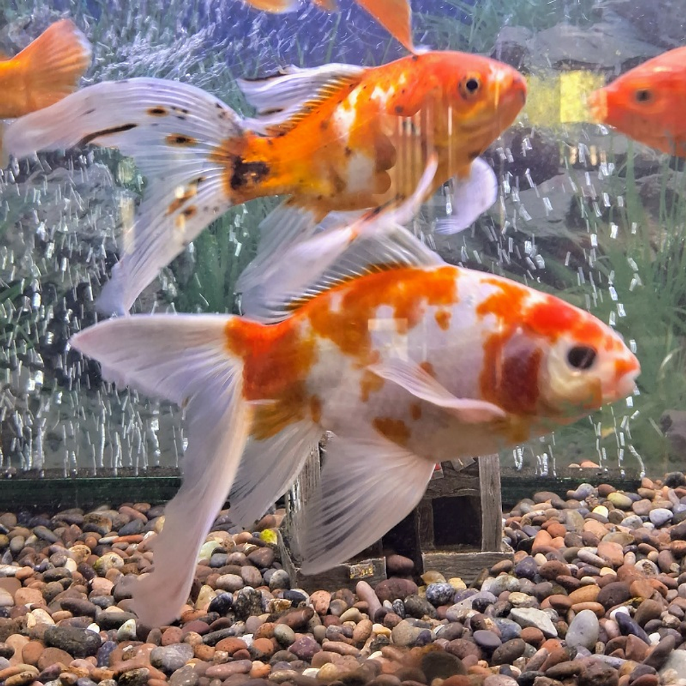 Goldfish reproductor 18 cm
