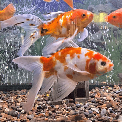 Goldfish reproductor 18 cm