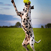 Juguete de perro pelota de Football Kong Air con sonido