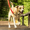 Collar de Perro Ruffwear Chain Reaction