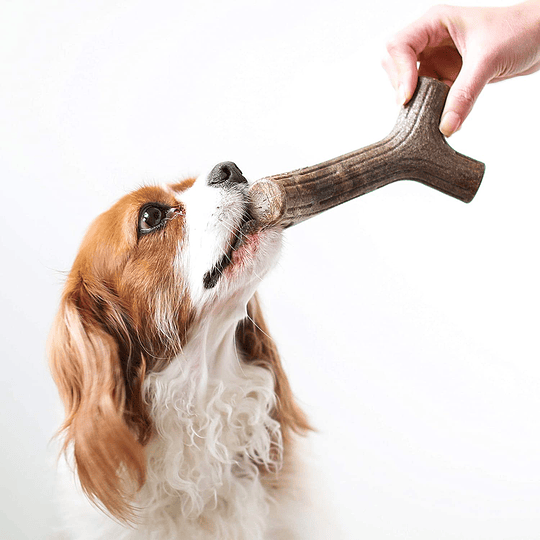 Juguete mordedor de Perro cachorro Benebone sabor Maplestick 