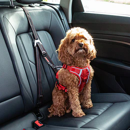 Anclaje para auto Kong Ultimate Safety Tether para perros