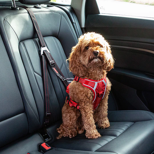 Anclaje para auto Kong Ultimate Safety Tether para perros