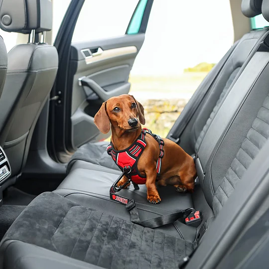 Anclaje de cinturón de seguridad Kong para perro 