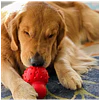 Nylabone Strong Chew Cono 3 en 1 Rellenable y Congelable, Sabor Tocino, Talla M