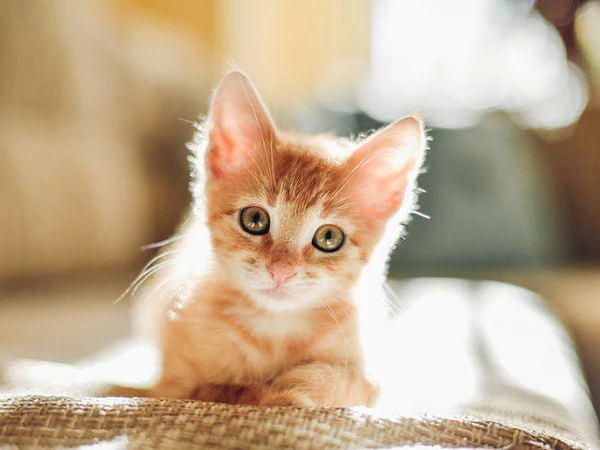 Consejos para educar a los gatitos