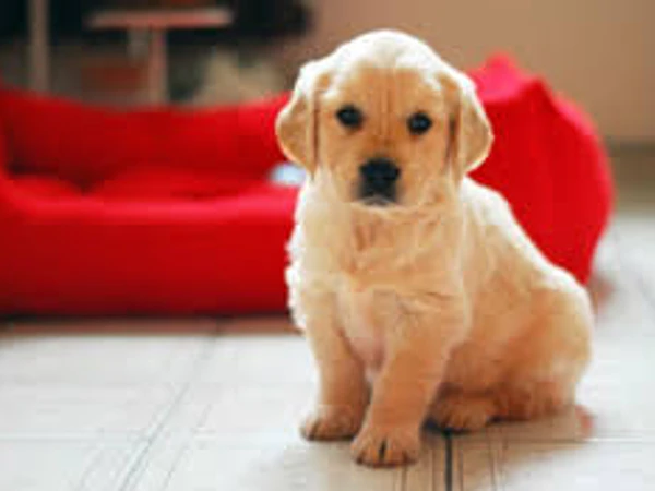 Como esperar la llegada de tu cachorro en casa