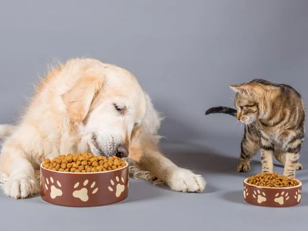 La alimentación adecuada prolonga la vida de tu mascota