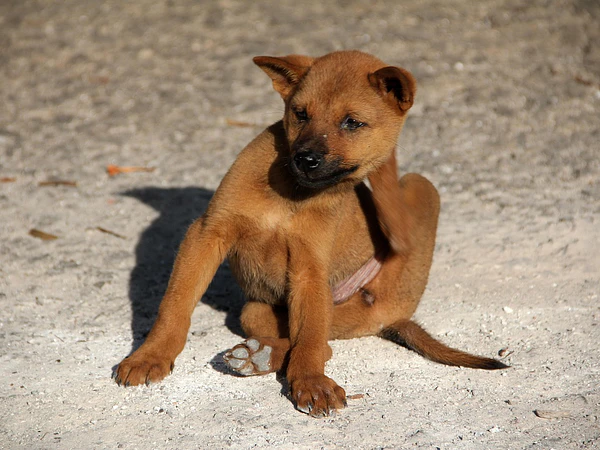 Pulgas y garrapatas: cómo proteger a tu perro y gato esta temporada