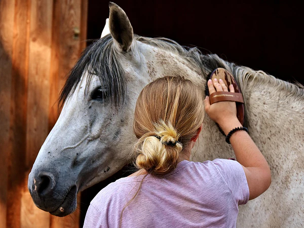 Cuidados básicos del caballo: cascos, desparasitación y alimentación