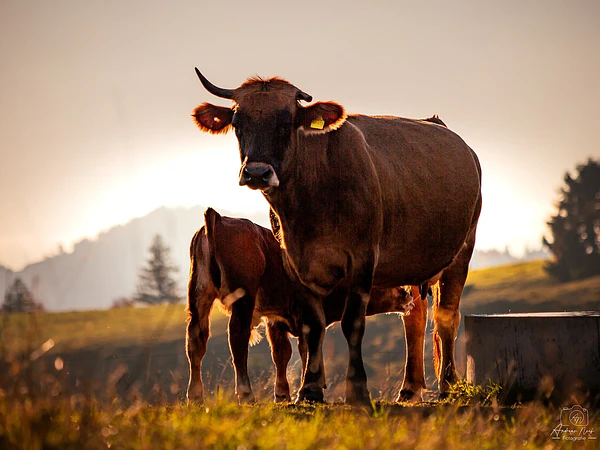 Parto en vacas y cuidado del ternero recién nacido